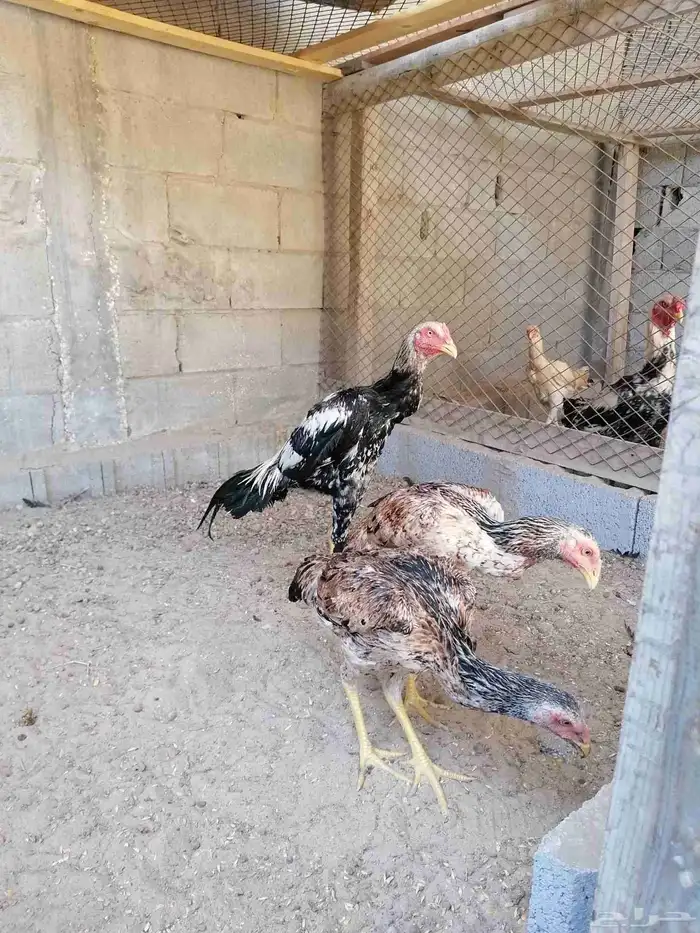 دجاج مكس حجازي بشامو ياباني بشاير 5 7