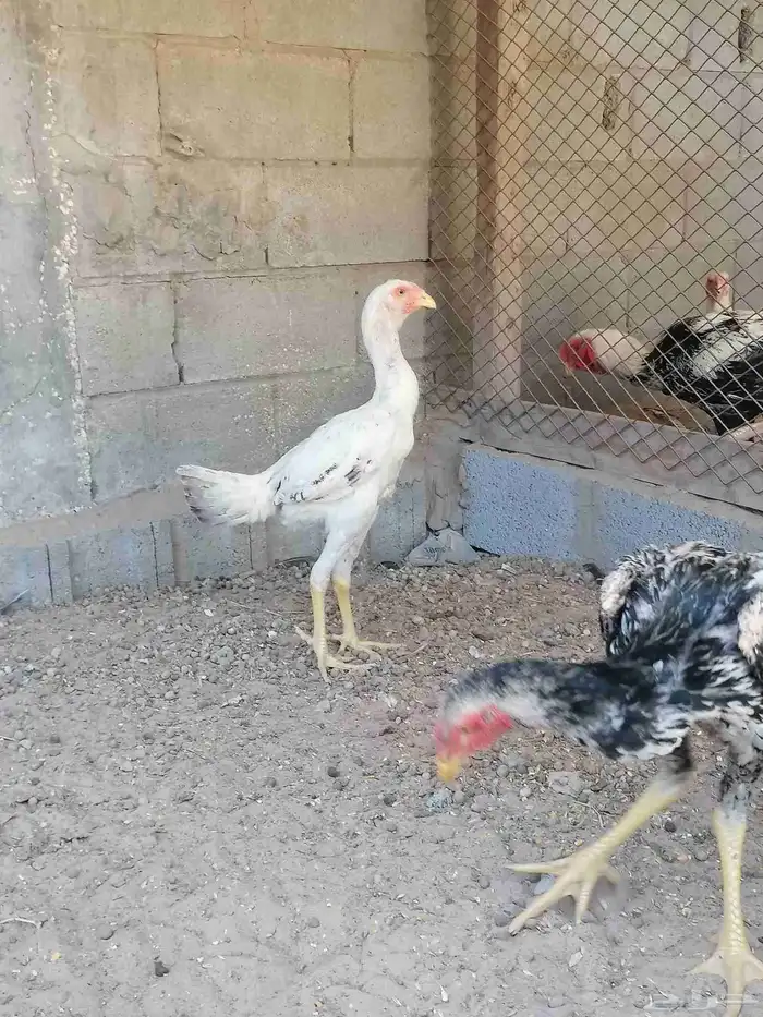 دجاج حجازي بشامو ياباني بشاير 6 0