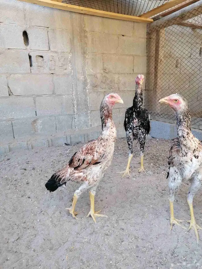 دجاج مكس حجازي بشامو ياباني بشاير 5 1