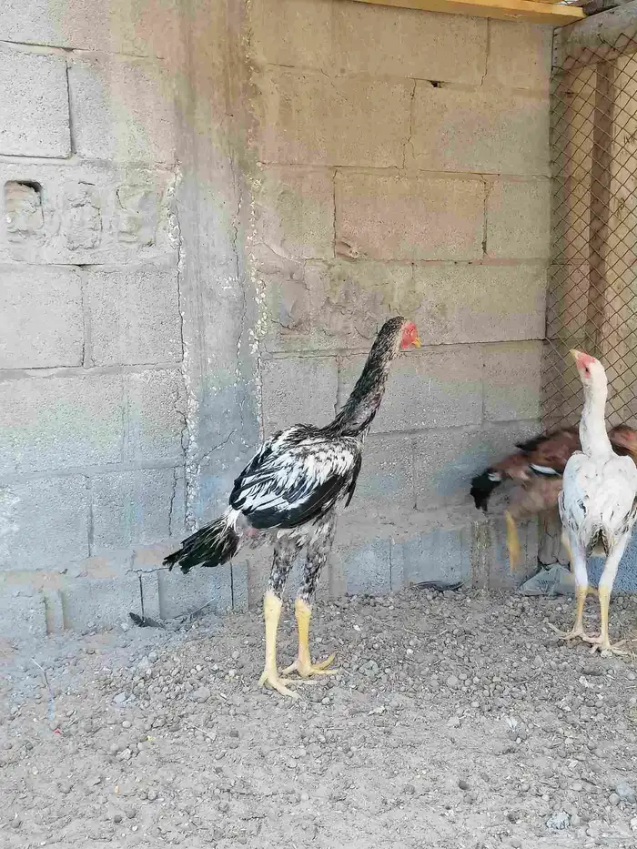 دجاج حجازي بشامو ياباني بشاير 6 5