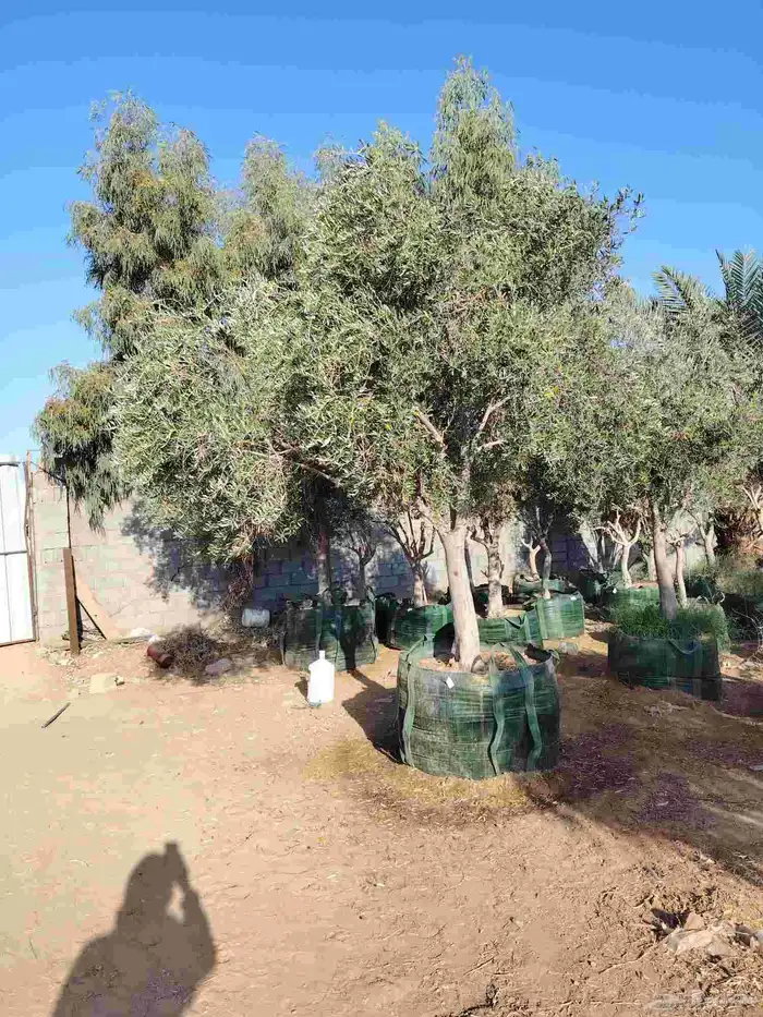 زيتون معمر لتوصل علا 9