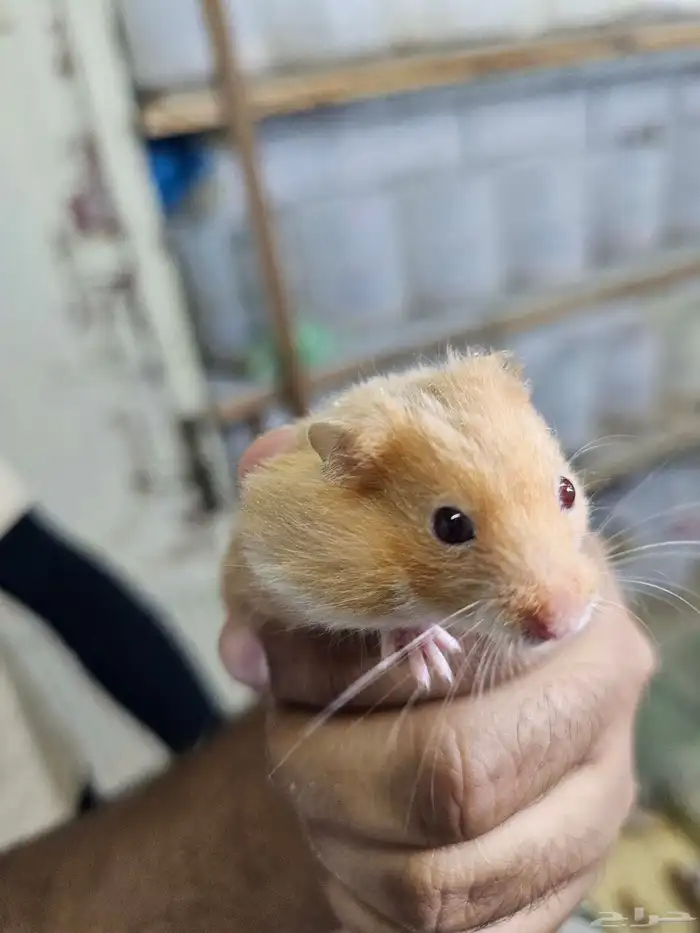 همستر بالجمله في جدة 3