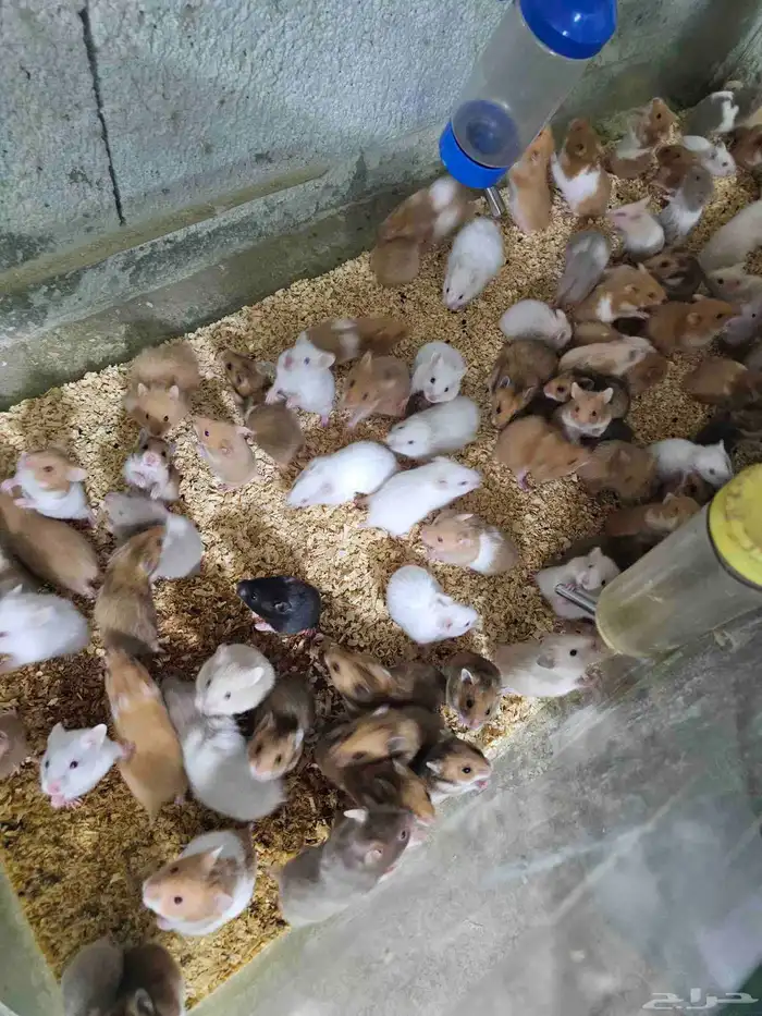 همستر بالجمله في جدة 4