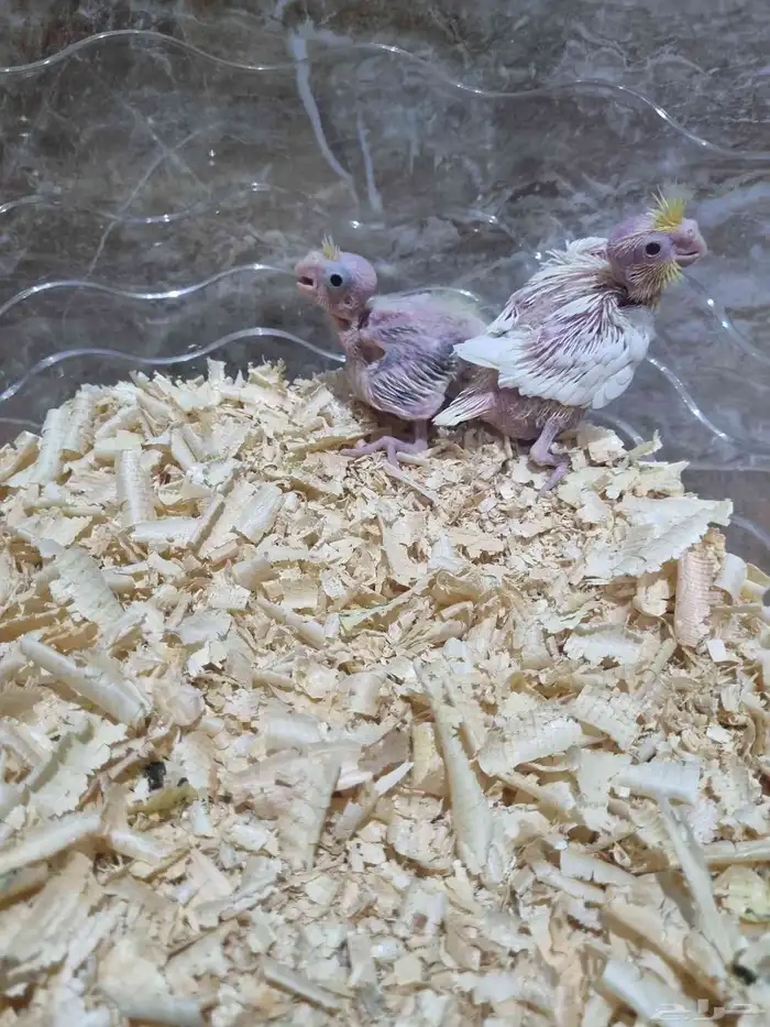 فرخين كروان 1