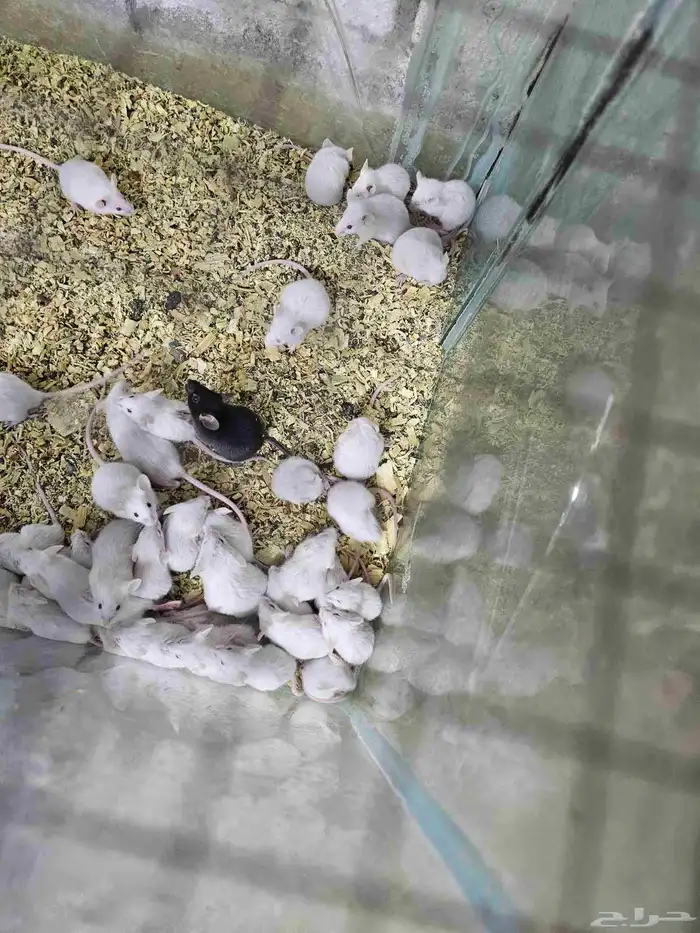 همستر بالجمله في جدة 5