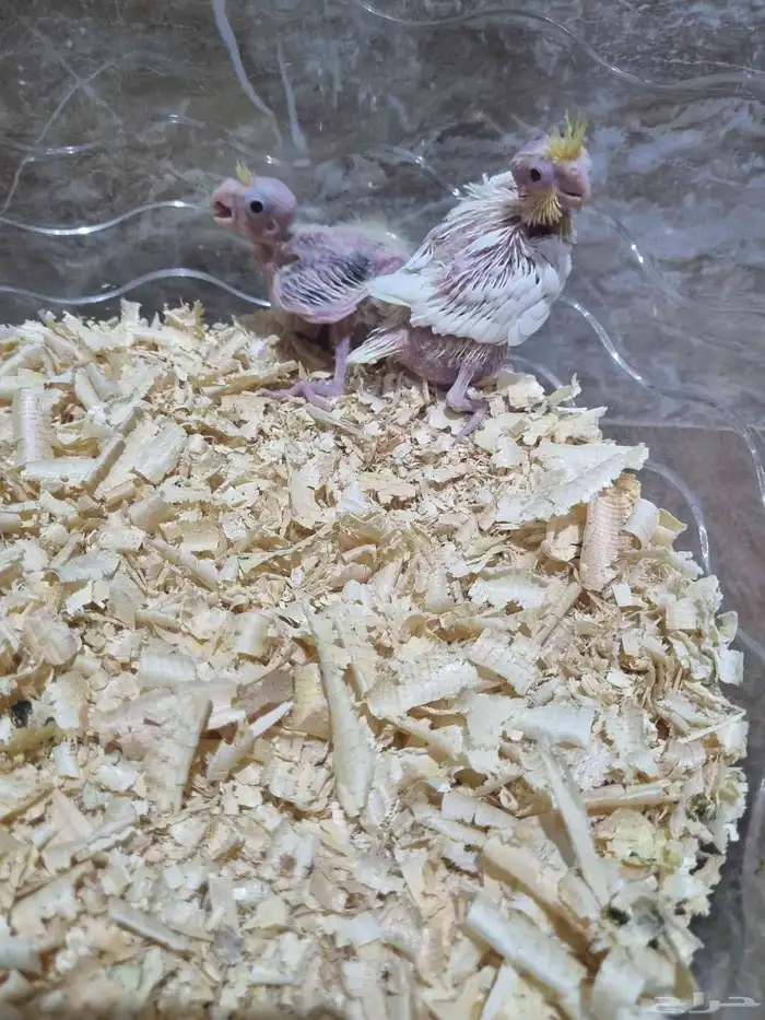 فرخين كروان 2