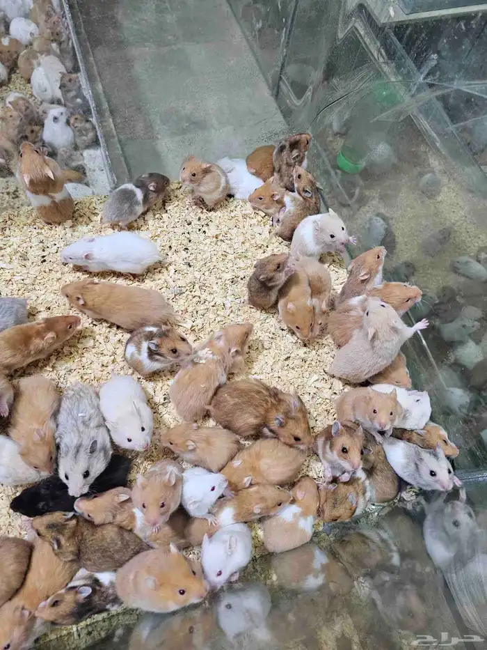 همستر بالجمله في جدة 2