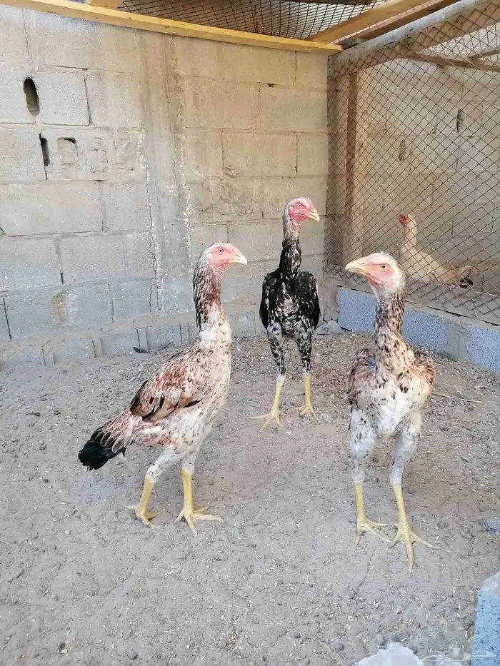 دجاج مكس حجازي بشامو ياباني بشاير 5 2