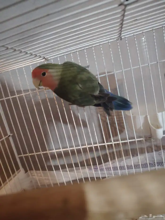 القطيف. العواميه 1