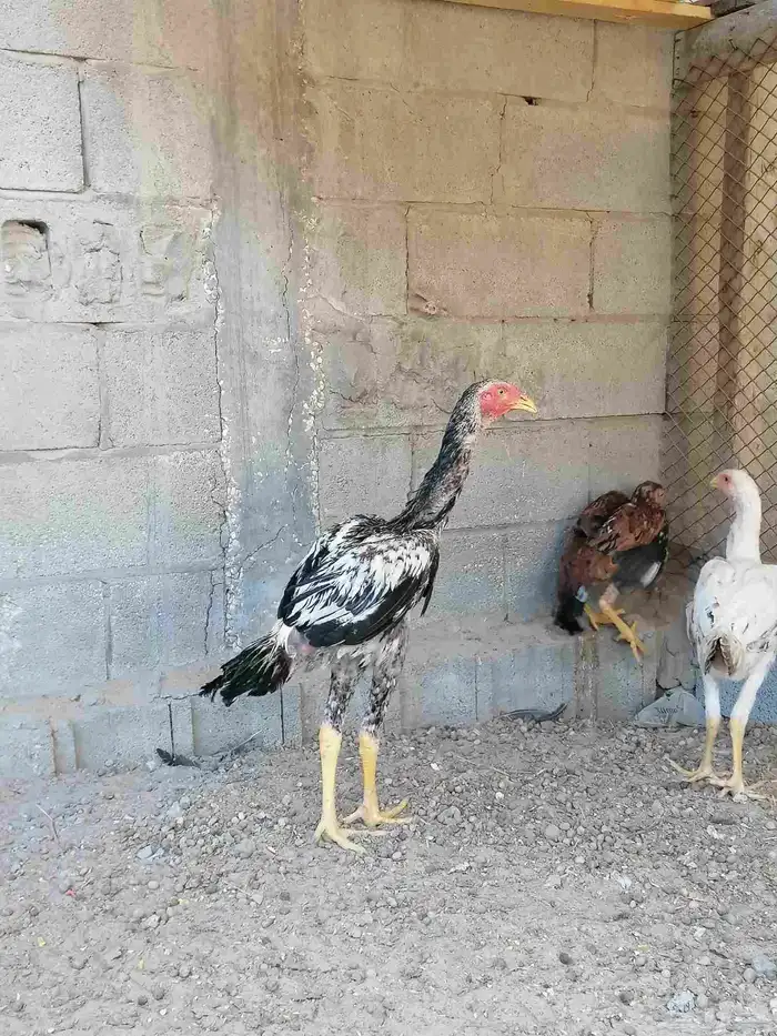 دجاج حجازي بشامو ياباني بشاير 6 1