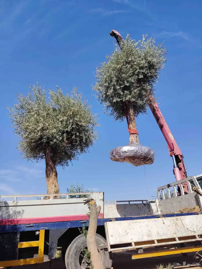 زيتون معمر لتوصل علا 5