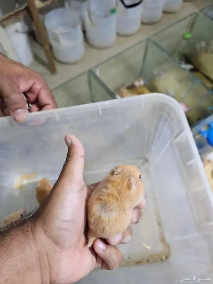 همستر بالجمله في جدة 8
