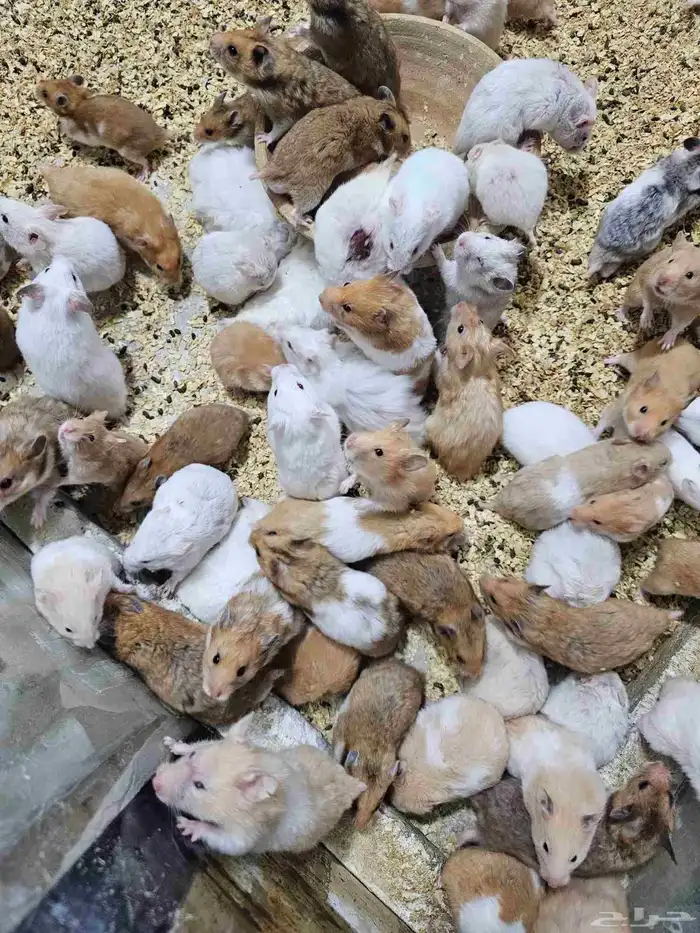 همستر بالجمله في جدة 9