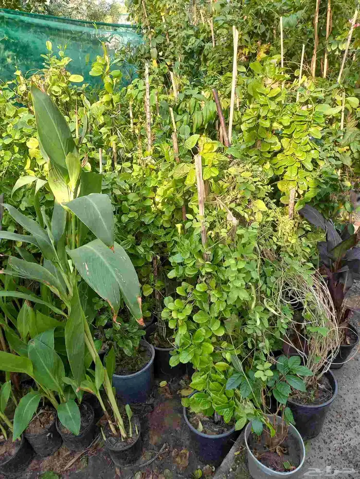 ابو ريان للتنسيق الحدائق بالدمام 5