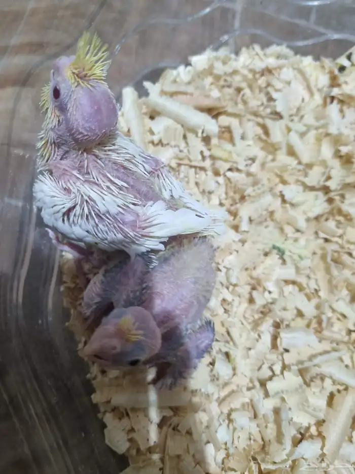 فرخين كروان 3