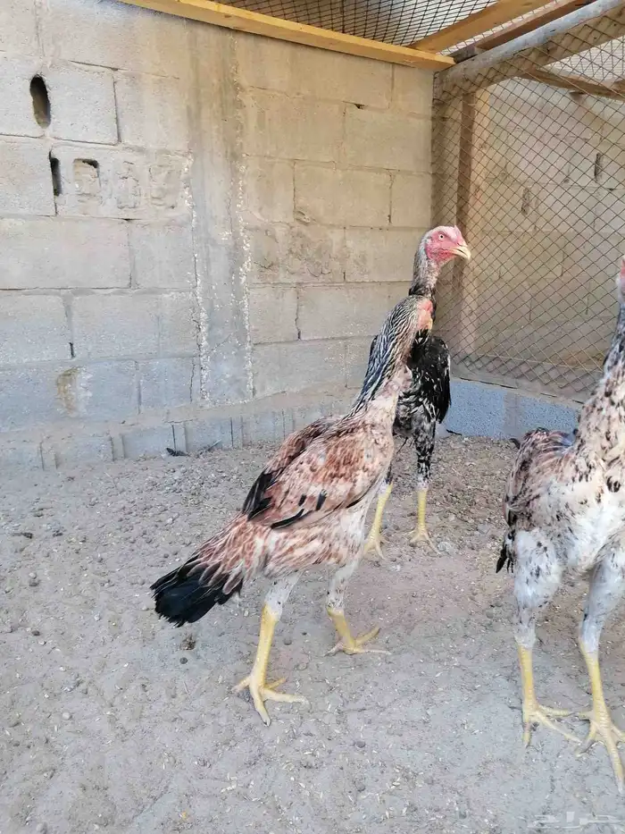 دجاج مكس حجازي بشامو ياباني بشاير 5 3