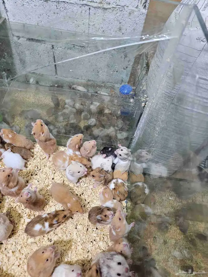 همستر بالجمله في جدة 1