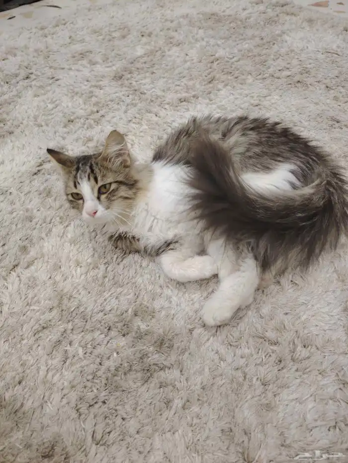 القط للبيع في مكة ولي العهد 6 1