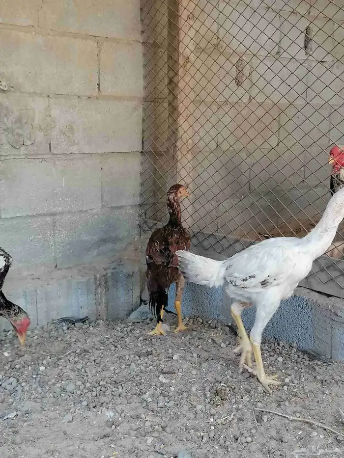 دجاج حجازي بشامو ياباني بشاير 6 4