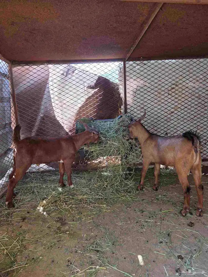 جدايه بلدي بعمر شهرين واسبوعين 0