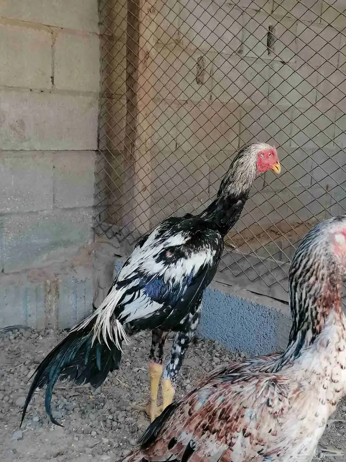 دجاج مكس حجازي بشامو ياباني بشاير 5 0