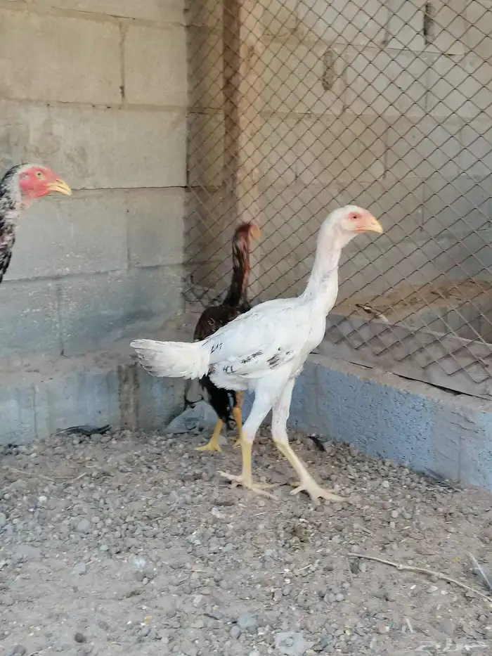 دجاج حجازي بشامو ياباني بشاير 6 2