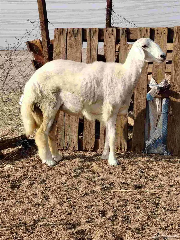 رخلة حرية حدعة 4