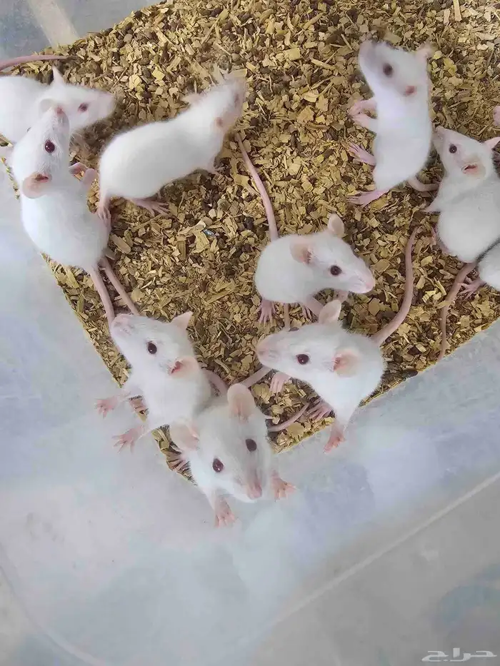 همستر بالجمله في جدة 6