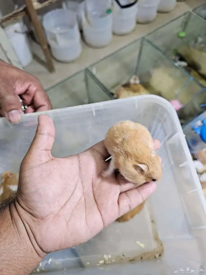 همستر بالجمله في جدة 7