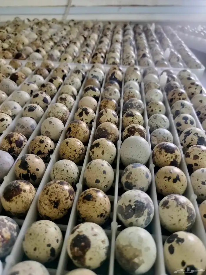 بيض سمان بلدي 2