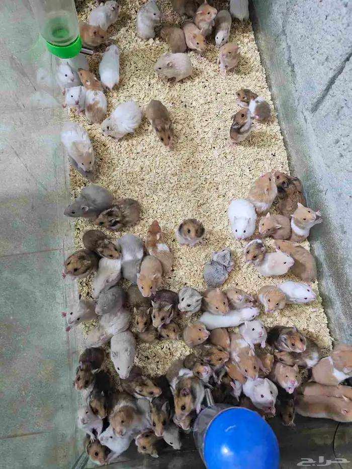 همستر بالجمله في جدة 0