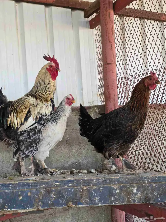 ديك ودجاجتين بلدي 0