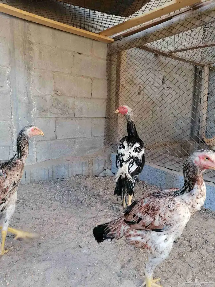 دجاج مكس حجازي بشامو ياباني بشاير 5 5