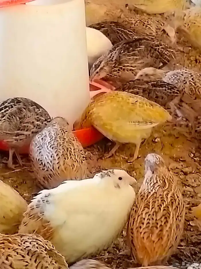 بيض سمان بلدي 0