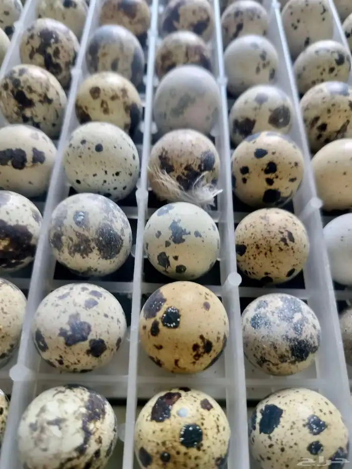 بيض سمان بلدي 1