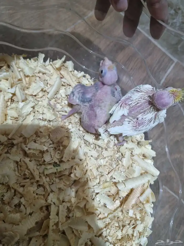 فرخين كروان 0