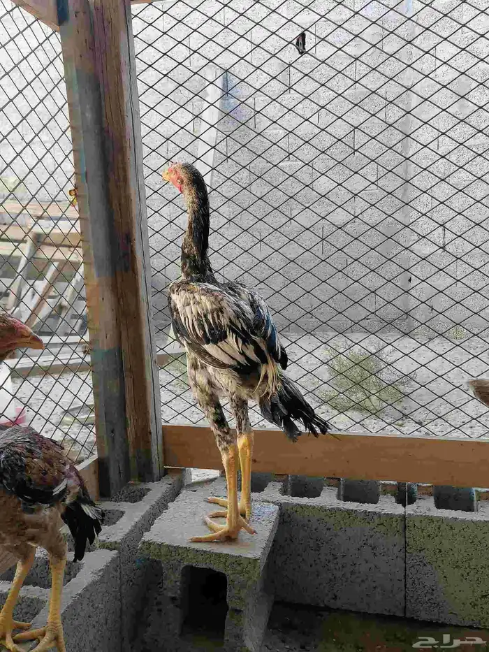 دجاج حجازي بشامو ياباني بشاير 6 3