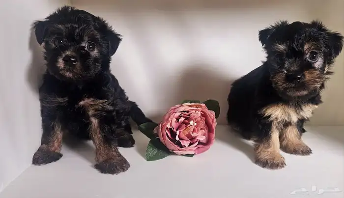 للبيع جراء يوركشاير صغيرة و لعوبة 0