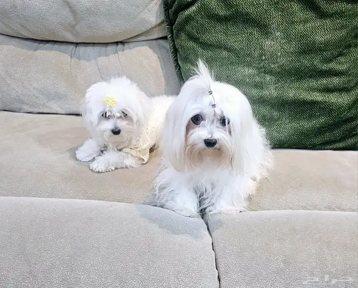 للبيع جراء كلاب صغيرة منزلية 20