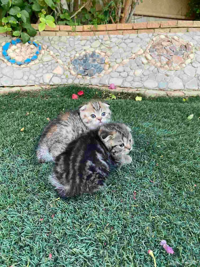 سكوتش فولد بيور مطعمين للبيع فقط لايوجد تبني 5