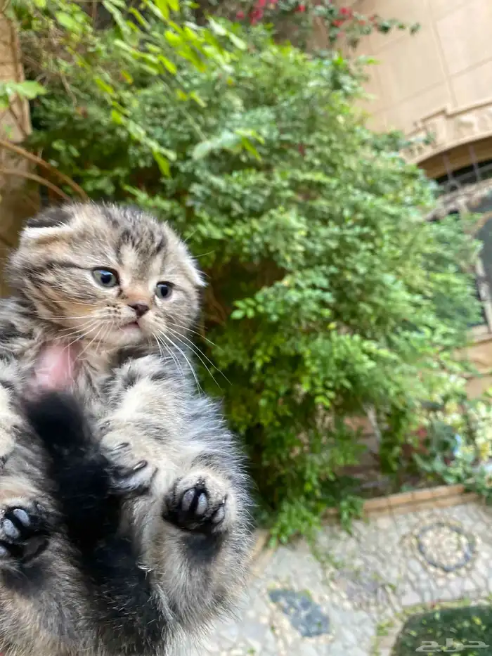 سكوتش فولد مطعمين الوان مميزة للبيع ولايوجد تبني 19