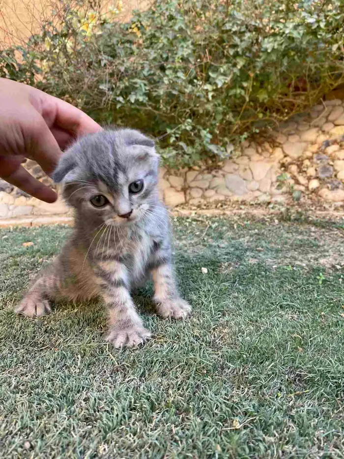 سكوتش فولد مطعمين الوان مميزة للبيع ولايوجد تبني 22