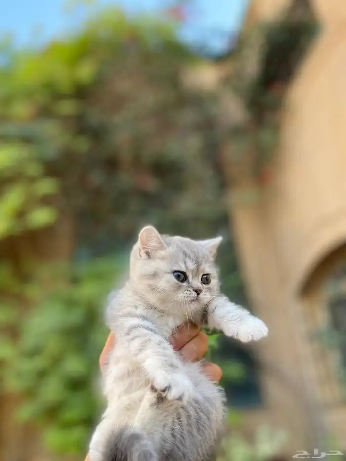 سكوتش فولد بيور مطعمين للبيع فقط لايوجد تبني 16