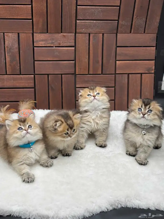 قطط للبيع جده شكوتش فولد وسريت العمر شهرين الموقع جده حي 3