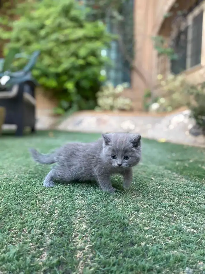 سكوتش فولد مطعمين الوان مميزة للبيع ولايوجد تبني 9