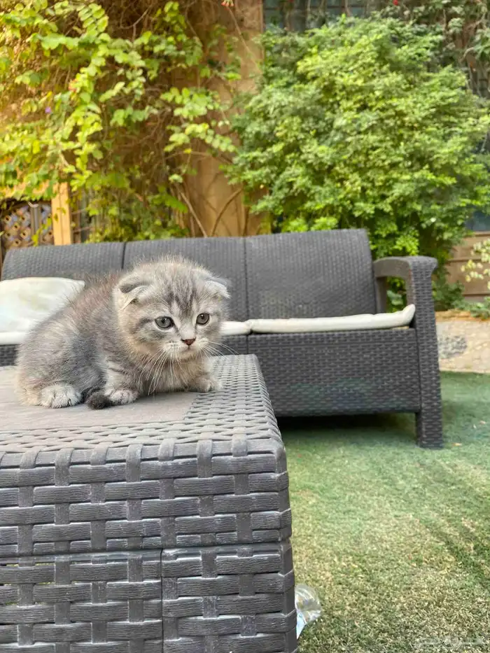 سكوتش فولد مطعمين الوان مميزة للبيع ولايوجد تبني 25