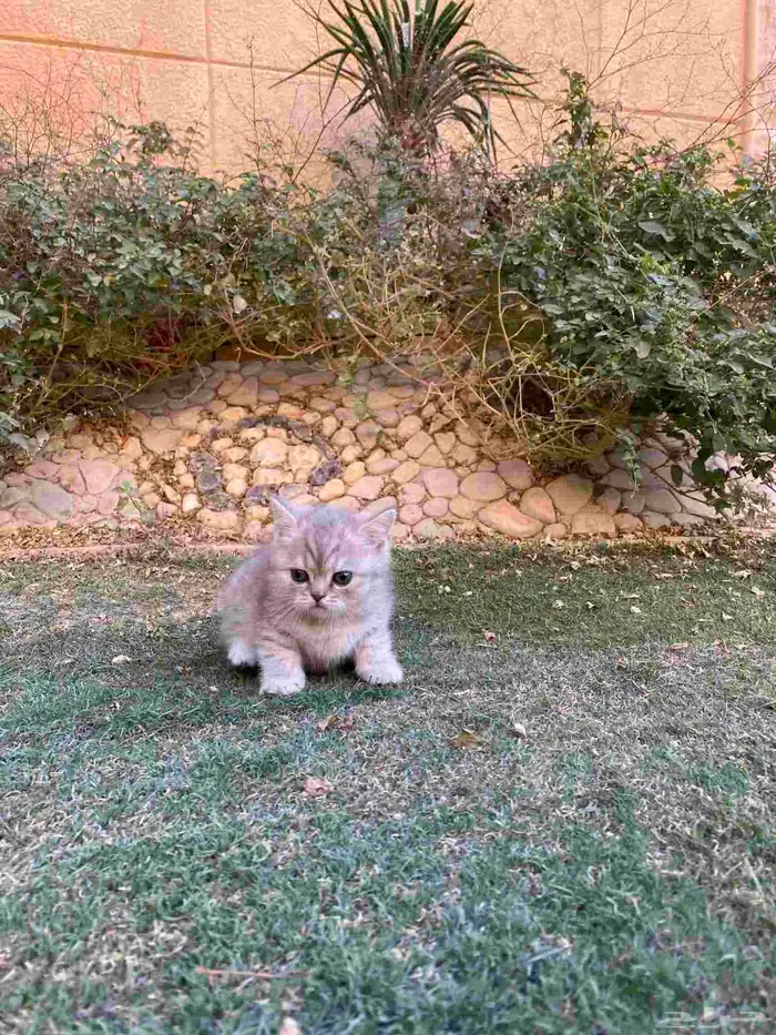 سكوتش فولد مطعمين الوان مميزة للبيع ولايوجد تبني 23