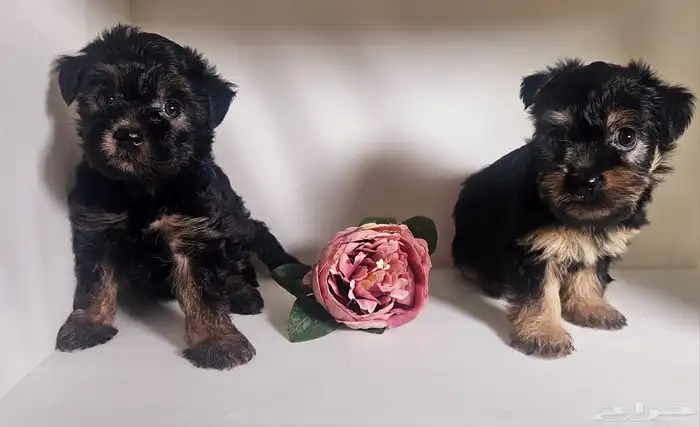 للبيع جراء يوركشاير صغيرة و لعوبة 1