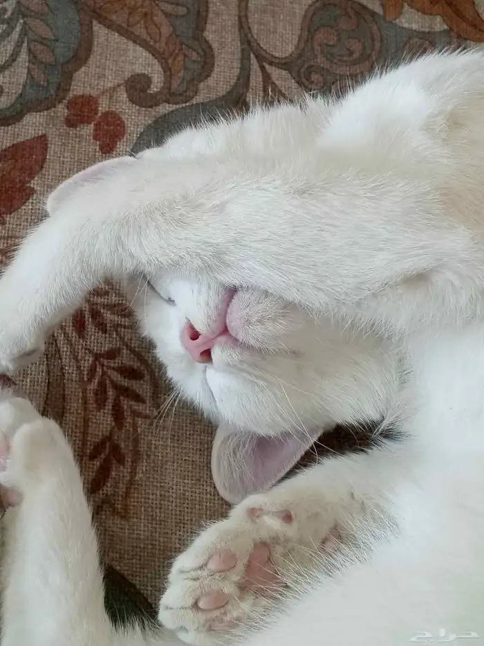 بسه أنثى عمرها خمسة أشهر 0