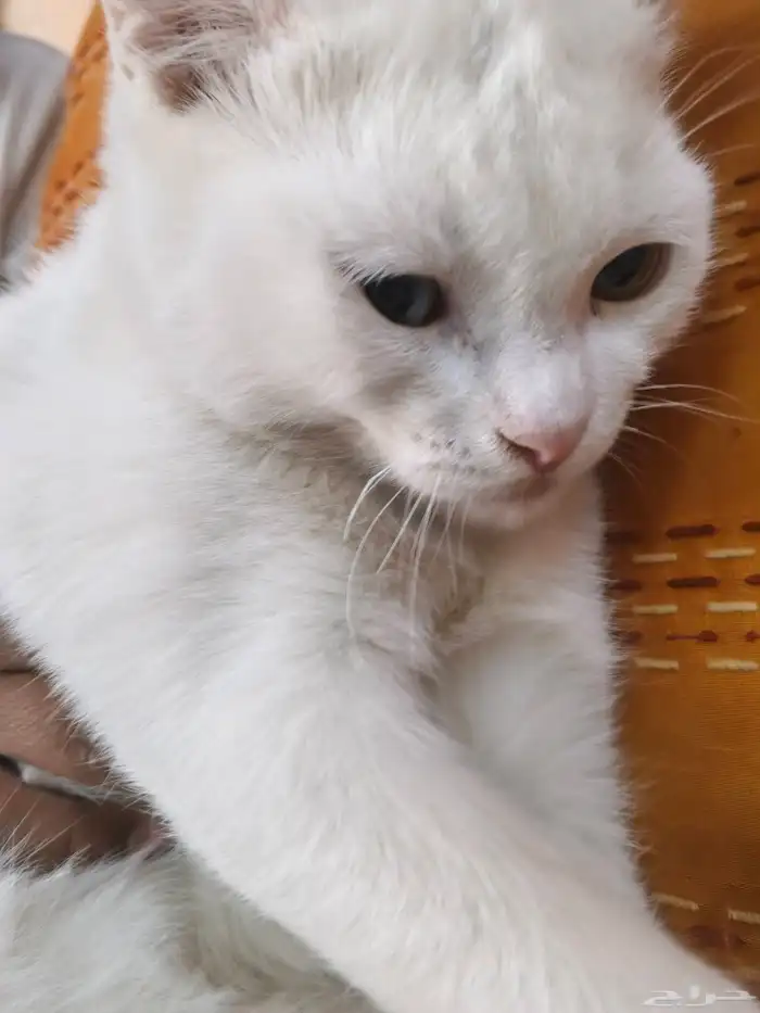 بسه أنثى عمرها خمسة أشهر 1